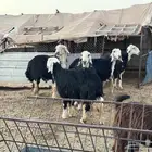 مواعز ونجد