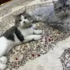 بسه للتبني