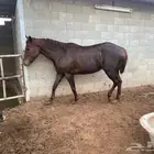 فرس شقراء انجليزي للبيع