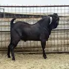 تيس محايلى مشروك طيب جد جدا