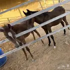 امهار ذكور