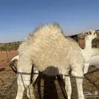 قعود طيب علا حليب امه وعمره 6شهور