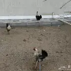 دجاج فيومي نقي
