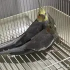 زوج كروان مع قفص كبير للببغاء