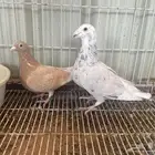 زاجل اجواز مميزه