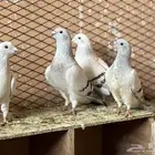 زواجل سته حبات ايس وحبه حمراء