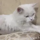 قطة لتبني