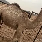 اربع حشو لبانيه وبريه وعلا الحليب