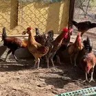 ديك بلدي دجاج ديك