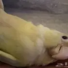 كنيور مون شيك مفطوم وهد د