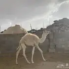 ناقه وحوار