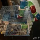 هامستر للتبني