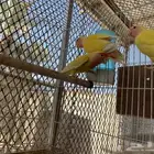 زوج روز لاتينو رد فيس بفرخه