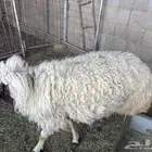 جذعه ثنيه نعيمي