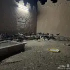 دجاج وديوك