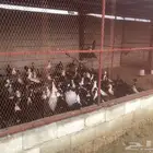 بط بلدي منتج عدد 99