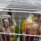 كنيور اناناس جوز