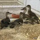 للبيع وز طيار