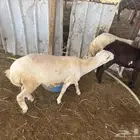 فحل بلدي جذع مشروط الضراب