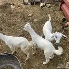 معزا
