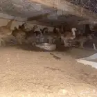 للبيع دجاج