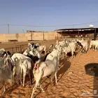 ماعز
