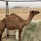 حشوان للبيع