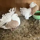 حمام شماسي