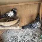 جوزين تيدي شينا