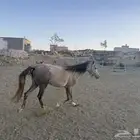 مهره عمرها سنه وثمانية أشهر
