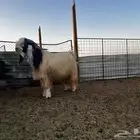 تيس فحل ابيض كفو وجرم ناهي