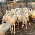رخال رفيدي بلدي
