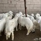 أضاحي   ضحايا