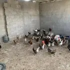 دجاج بلدي مشكل بياض فيه من فيومي وفواتح