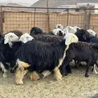 ضان نجد ورجال(تم البيع)