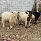 ماعز قزم تشيكي ( تم البيع )