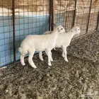 رخال حريه مقفل شحم