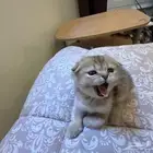 سكوتش فولد