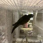 أنثى كنيور باتغونيا