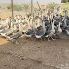 وز عراقي اصل