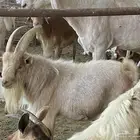تيس قزمي تيكي للبيع