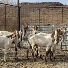 معزا بيض مشاريك لون واحد