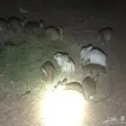 ارانب للبيع العدد 15