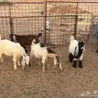تيوس وجفرتيين