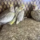 فروخ كروان غر (تم البيع)