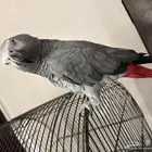 كاسكو متكلم