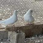 حمام فرنسي ملكي فاخر