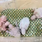 فروخ روز