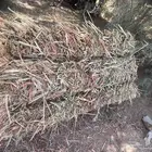 ذره حمراء ناعمه