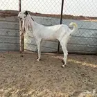 البيع عنزين مطورات في الخرج